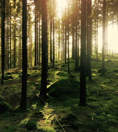 Arbres