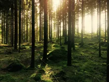 Arbres